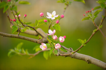 apple blossoms on the tree in orchard