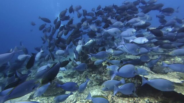 A school of blue surgeon fish swimming above a coral reef, with giant trevallies between them