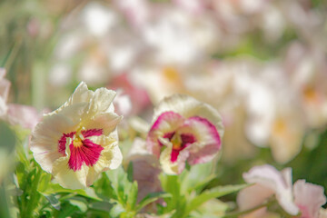 春に咲く薄く優しい色のパンジー