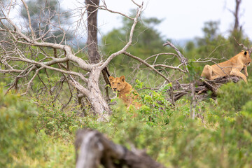 Lion in tree