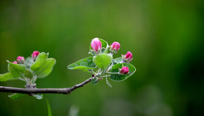 apple blossoms on the tree in orchard