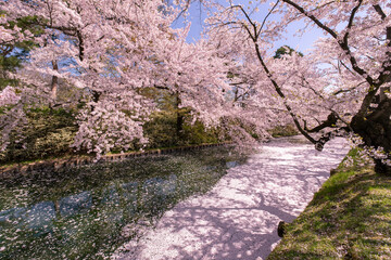 弘前市　弘前公園の満開の桜