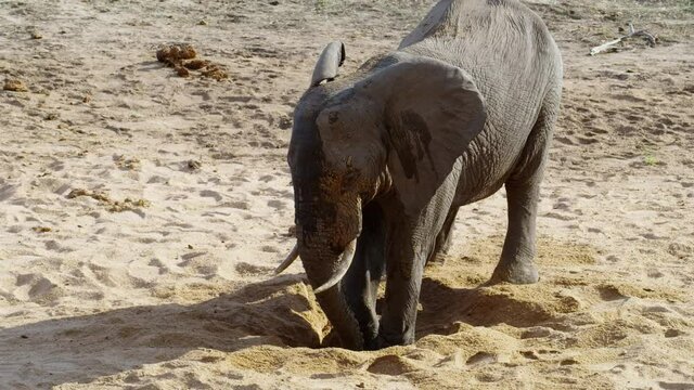 Wide shot of an African elephant digging in the riverbed for water, Kruger National Park.