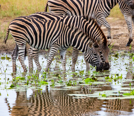 two zebras drinking water 