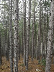 Pine tree trunks in the forest