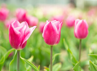 pink tulips in the garden