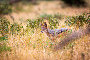 Black backed Jackal