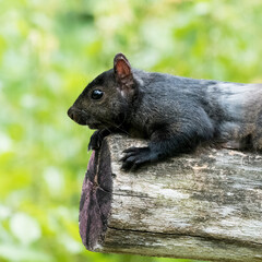 Close up profile view of a a melanistic eastern gray squirrel laying on a log, Ottawa, Ontario, Canada