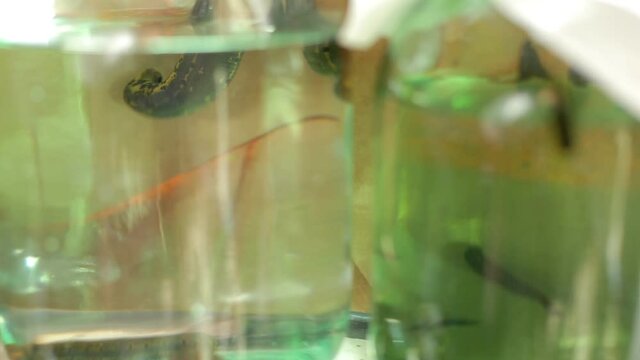 Hirudinidae Imagens Procure 111 fotos, vetores e vídeos Adobe Stock