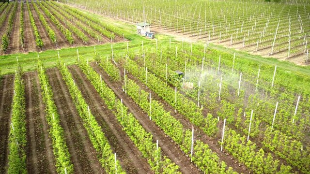 Farmer sprays phytochemicals with tractor