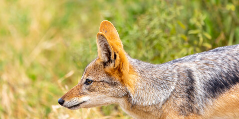 portrait of a jackal