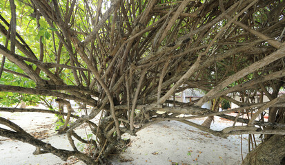 dry palm branches on a tropical island