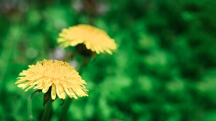 close-up of blooming yellow dandelion flowers. detail of bright common dandelions in a spring meadow. © Максим Травкин