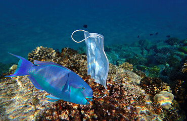 Discarded protection mask hooked on tropical coral reefs branches of the  Red Sea. Coronavirus is...