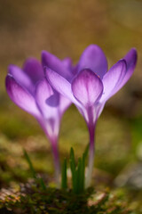 Fototapeta premium Krokus in der Morgensonne