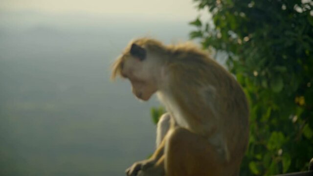 Shy Toque monkey on Rail in Sri Lanka Asia