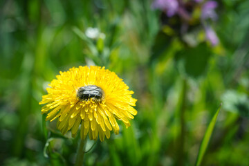 close-up of blooming yellow dandelion flowers. detail of bright common dandelions in a spring meadow.