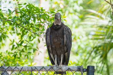 Black Vulture perched on fence
