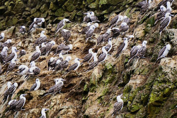 Peruvian Booby - Sula variegata- Ballestas islands nature reserve, Peru