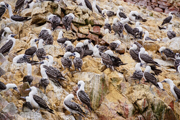 Peruvian Booby -Sula variegata- Ballestas islands nature reserve, Peru