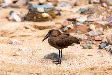 Hammerkop Bird