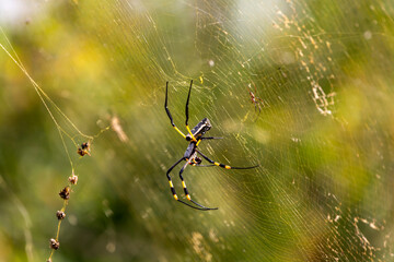 Golden orb web spider with small male