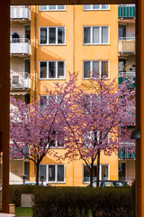 Stockholm, Sweden Cherry trees in the Starrangen neighbourhood in spring.