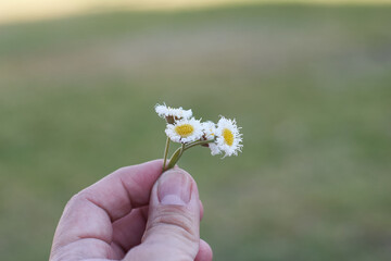 Hand holding small white flowers