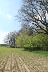 Fototapeta premium Field with sprouting grain, edge of deciduous forest, blue sky, beginning of spring