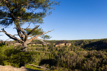 Tree in Gorge