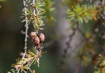 Small Pinecones on Branch with Green Background 