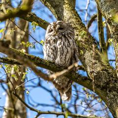 Juvenile tawny owl, Strix aluco perched on a twig