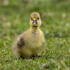Beautiful yellow fluffy greylag goose baby gosling in spring, Anser anser