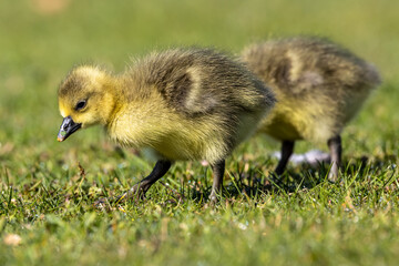 Beautiful yellow fluffy greylag goose baby gosling in spring, Anser anser