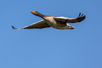 The flying greylag goose, Anser anser is a species of large goose