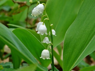 Clochettes de muguet dans les bois.