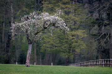 Portrait eines auf einer Wiese freistehenden, blühenden Apfelbaumes im Hintergrund ein Wald