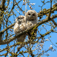 Juvenile tawny owls, Strix aluco perched on a twig