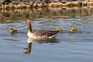 Family of greylag geese, Anser anser with small babies.