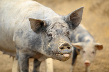 Porcos na fazenda.