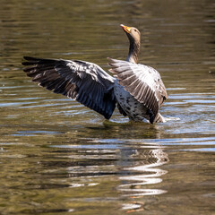 The greylag goose spreading its wings on water. Anser anser is a species of large goose