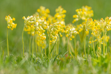 A group of common cowslips on a meadow