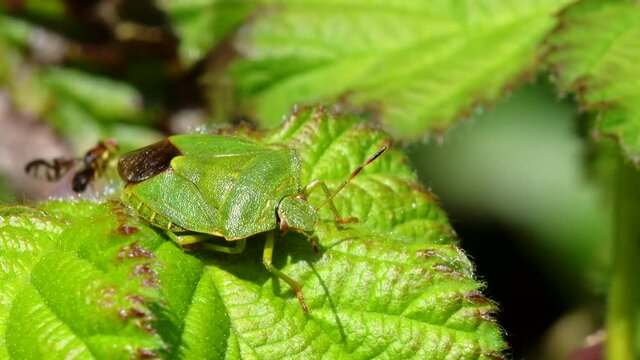 Green Shield Bug or Common Green Shieldbug, Palomena prasina on leaf