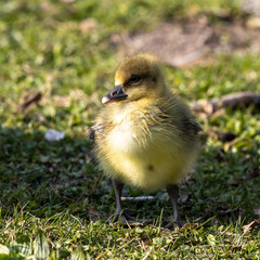 Beautiful yellow fluffy greylag goose baby gosling in spring, Anser anser