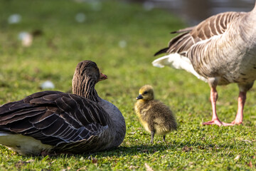 Family of greylag geese, Anser anser with small babies.