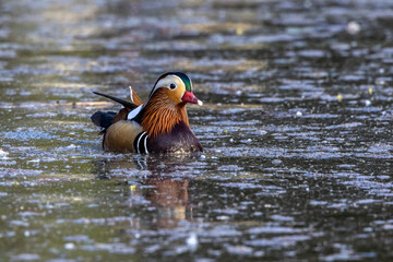 The mandarin duck, Aix galericulata at a lake in Munich, Germany