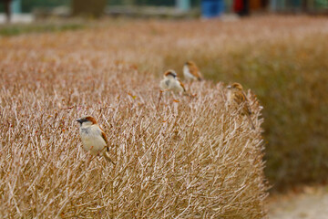 Out of focus. Blurred background. Sparrows are sitting on a bush.