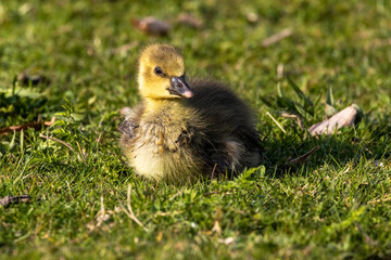 Beautiful yellow fluffy greylag goose baby gosling in spring, Anser anser