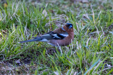 The chaffinch, Fringilla coelebs is a common and widespread small passerine bird in the finch family.