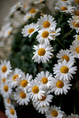 close up of white blooming daisies